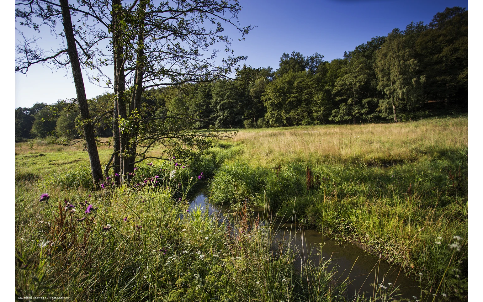 Die Möhne schlängelt sich durch die Wiesen