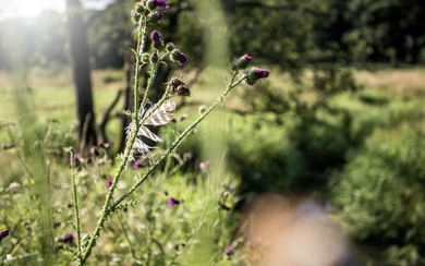 Tiefe durch Unschärfe.png