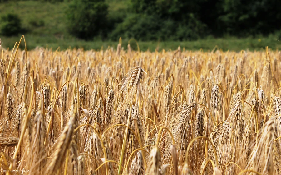Feld DA.jpg