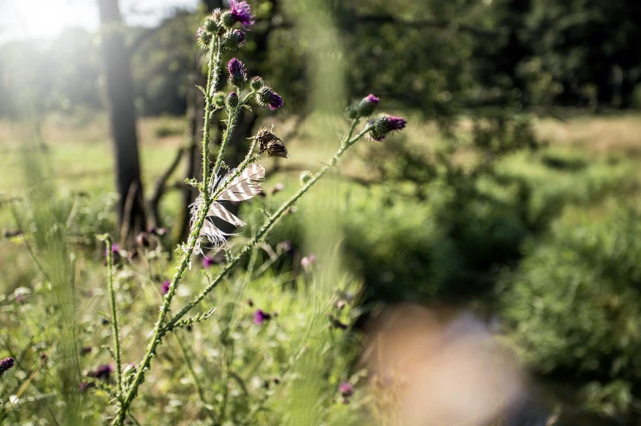 Tiefe durch Unsch&auml;rfe.png