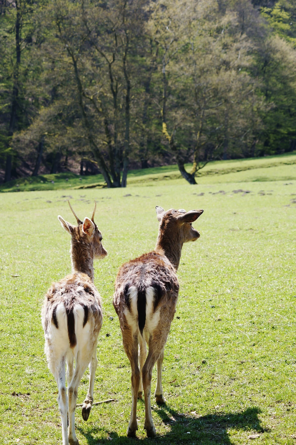Wildpark Völlinghausen